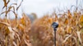 Whispers of the Wind: A Turbines Dance in the Cornfield