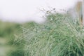 Whispy green beach grass