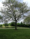 Whispy tree in central park