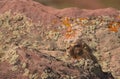 Whistel pig Marmota monax in red rocks