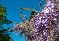 Whisteria view in bright sunlight Royalty Free Stock Photo