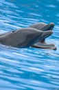 Whistling Bottlenose Dolphins Royalty Free Stock Photo