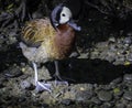 Whistling Duck Standing