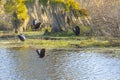 Whistling Ducks In Flight