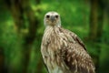 Whistling Eagle or Haliastur sphenurus bird Royalty Free Stock Photo