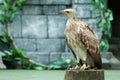 Whistling Eagle or Haliastur sphenurus bird Royalty Free Stock Photo