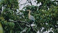 a whistling heron bird sitting on a branch at the rainforest jungle canopy close to a river Royalty Free Stock Photo