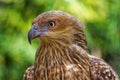 Whistling Kite