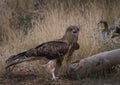 Whistling Kite calling in Australian outback Royalty Free Stock Photo