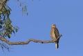 Whistling kite with copy space Royalty Free Stock Photo