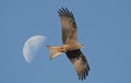 Whistling kite in flight. Royalty Free Stock Photo