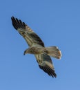 whistling kite in flight in outback Queensland, Royalty Free Stock Photo