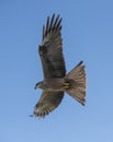 whistling kite in flight in outback ueensland, Royalty Free Stock Photo