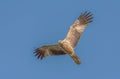 Whistling kite (Haliastur sphenurus ) bird of prey Royalty Free Stock Photo