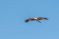 Whistling kite (Haliastur sphenurus ) in flight Royalty Free Stock Photo
