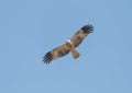 whistling kite (Haliastur sphenurus) in flight Royalty Free Stock Photo