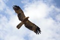 Whistling Kite (Haliastur sphenurus) Royalty Free Stock Photo