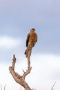 Whistling Kite (Haliastur sphenurus) Royalty Free Stock Photo