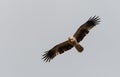 Whistling kite Haliastur sphenurus soaring on a thermal, wings outstretched Royalty Free Stock Photo
