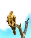 Whistling Kite, Haliastur sphenurus Royalty Free Stock Photo