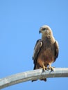 Whistling Kite Perched on Lamppost