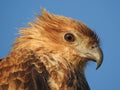 Whistling kite