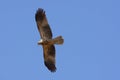 Whistling Kite Soaring High Above Royalty Free Stock Photo