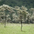 Whistling thorn - Acacia dreparalobium Royalty Free Stock Photo