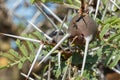 Whistling Thorn Acacia Tree Corm Royalty Free Stock Photo