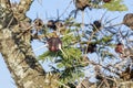 Whistling Thorn Royalty Free Stock Photo