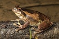 Whistling Tree Frog