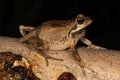 Whistling Tree Frog Royalty Free Stock Photo