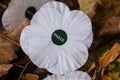 White e poppies symbol of  peace Royalty Free Stock Photo