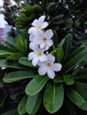 Whit Frangipani Flower, rain, leaves, beautiful, amazing, lovey, evening, plant