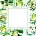 Whit roses. Floral botanical flower. Wild spring leaf wildflower frame.