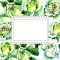 Whit roses. Floral botanical flower. Wild spring leaf wildflower frame.