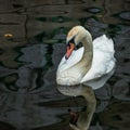 Whit swan in the river