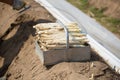 Whita asparagus on field, harvest time Royalty Free Stock Photo