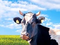 Whita and black cow on a summer pasture Royalty Free Stock Photo