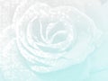 White abstract rose for backgrounds and design. Royalty Free Stock Photo