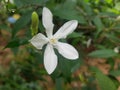 White abstract shrub Wathusudda Flower