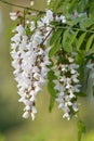 White Acacia