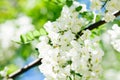 White acacia bloom in Moldova