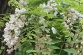 White Acacia Blossoms: Captivating Close-Up of Nature\'s Delicate Beauty with Lush Green Foliage and Bees