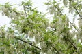 White acacia branch flowers. Edible black locust tree flowers. Blossoming acacia tree branches close up. Robinia