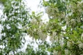 White acacia branch flowers. Edible black locust tree flowers. Blossoming acacia tree branches close up. Robinia