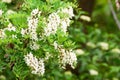 White acacia branch flowers. Edible black locust tree flowers. Blossoming acacia tree branches close up. Robinia