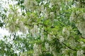 White acacia branch flowers. Edible black locust tree flowers. Blossoming acacia tree branches close up. Robinia