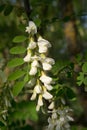 White acacia flower with green leafs