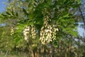 White acacia flower with green